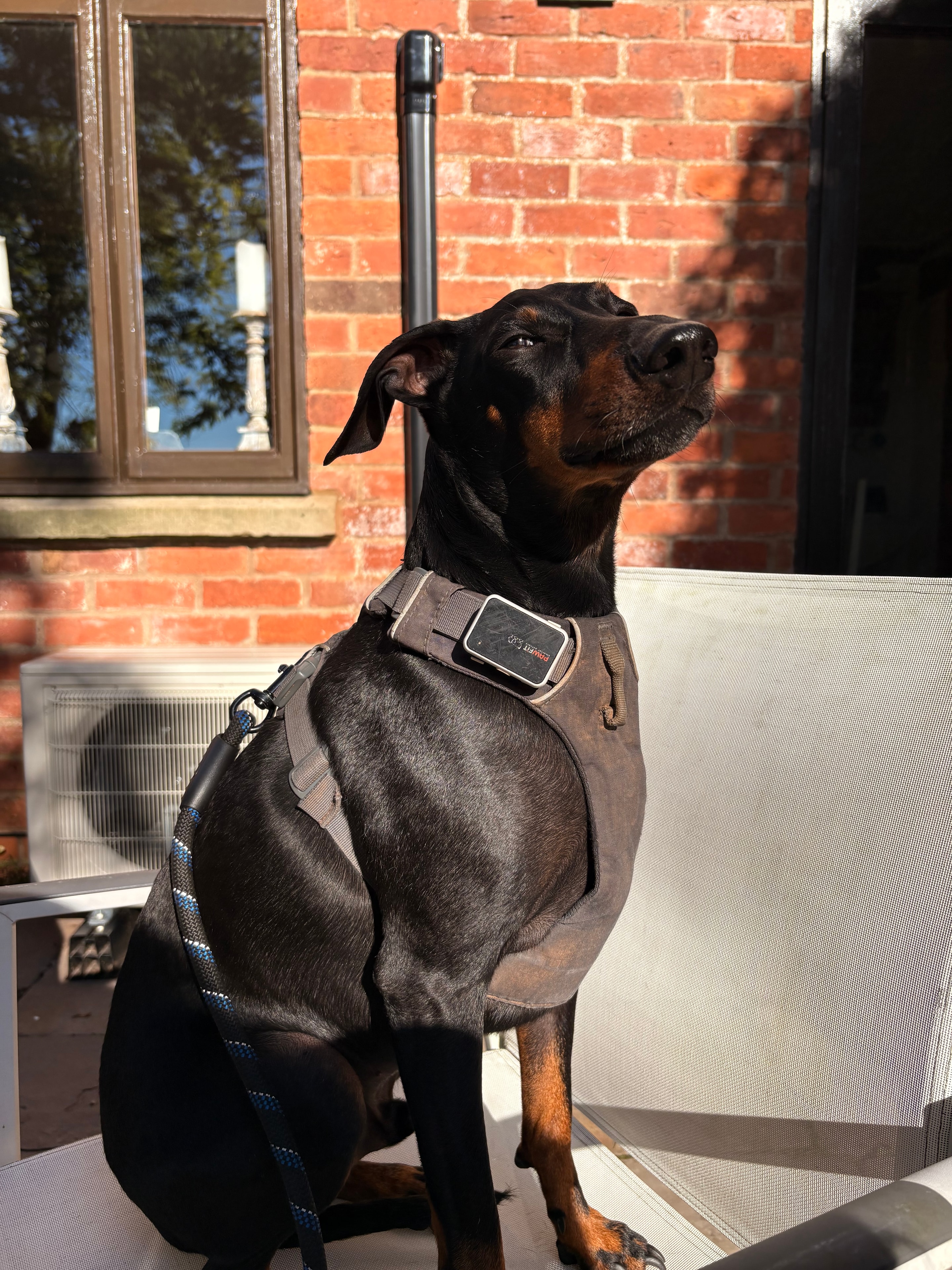 A dog in Holly's care enjoying the outdoors