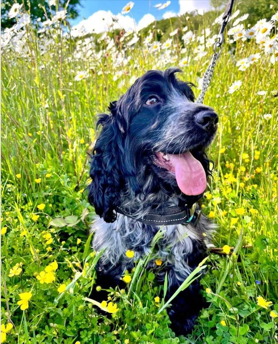 A dog on a walk through a wildflower meadow