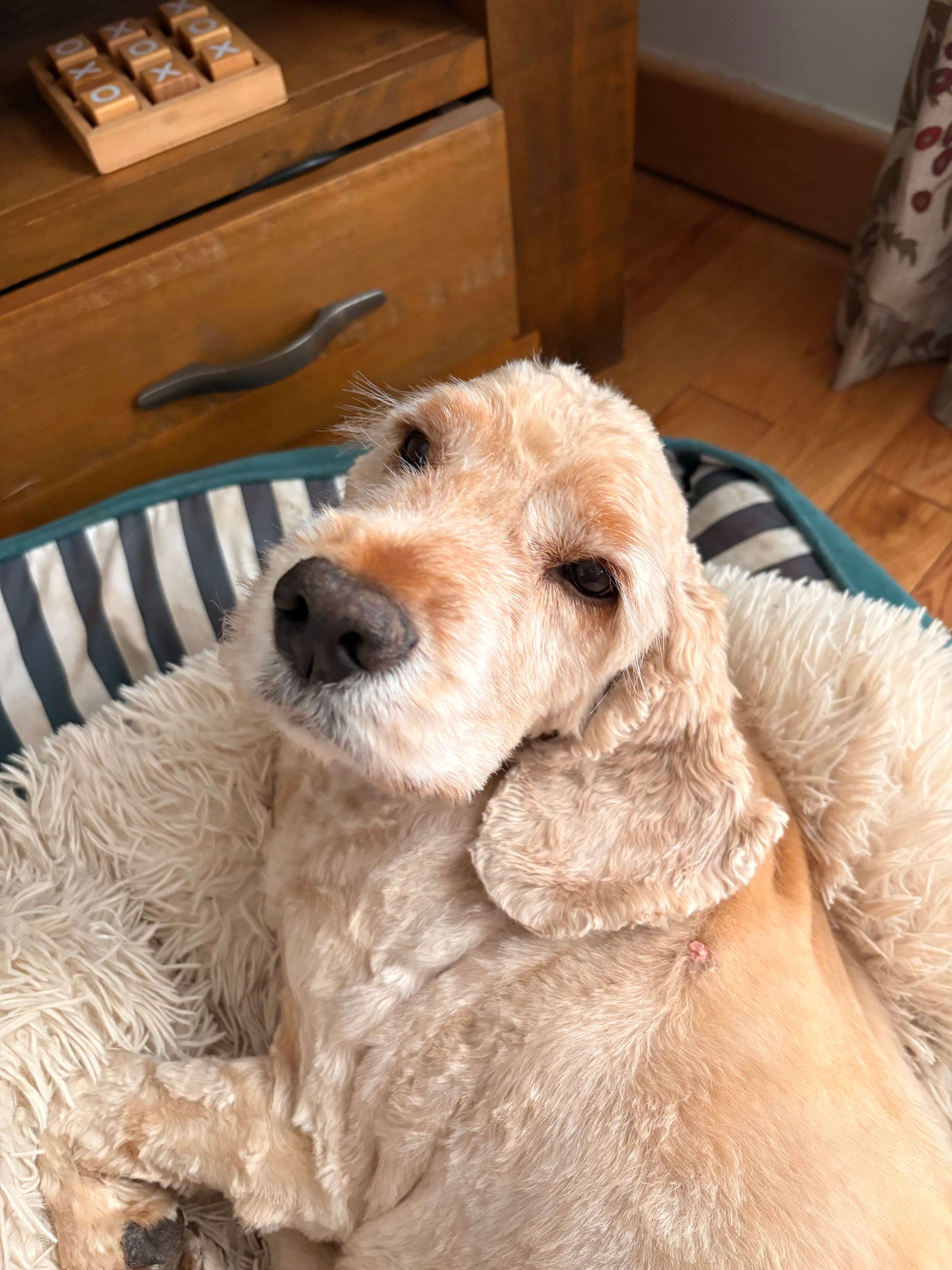 A dog relaxing comfortably at home